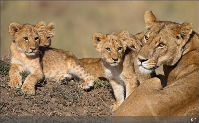 10-daags safari arrangement 10-daags safari arrangement