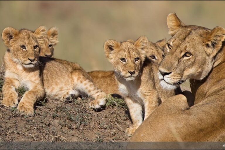 10-daags safari arrangement