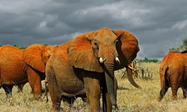 Rondreis Kenia, Safari & Strand