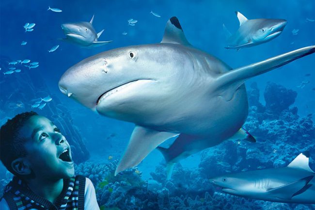 Dagaanbieding Een dagje naar SEA LIFE Blankenberge in België (2 personen) Dagaanbieding Een dagje naar SEA LIFE Blankenberge in België (2 personen)