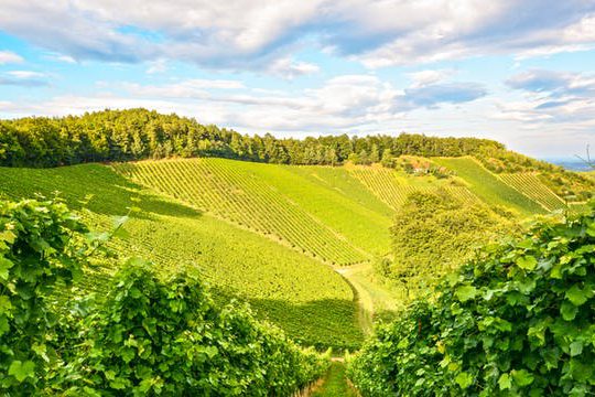 Dagaanbieding Wijntour Zuid-Frankrijk -