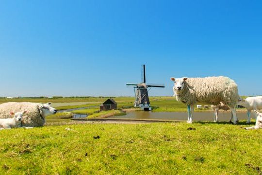 Dagaanbieding Vakantiepark op Texel - De Koog Nederland