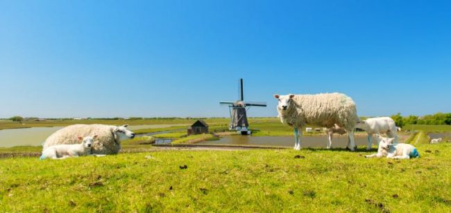 Dagaanbieding Vakantiepark op Texel Dagaanbieding Vakantiepark op Texel - De Koog Nederland