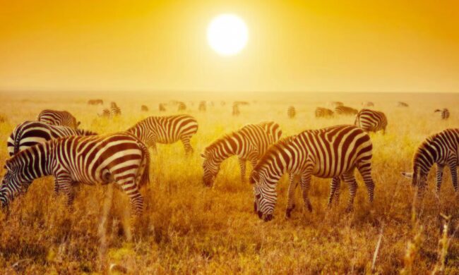 africa-south-africa-johannesburg-zebra-medium[1]