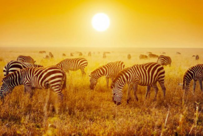 africa-south-africa-johannesburg-zebra-medium[1]