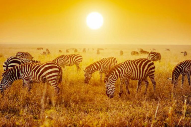 africa-south-africa-johannesburg-zebra-medium[1]