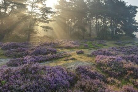 Dagaanbieding 3 dagen in natuurrijk Drenthe in een 4*-hotel incl. ontbijt en 3-gangendiner