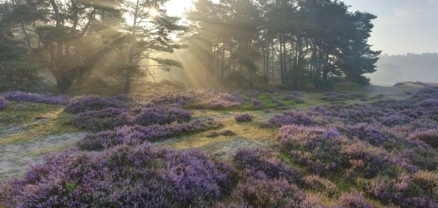 Dagaanbieding 3 dagen in natuurrijk Drenthe in een 4*-hotel incl. ontbijt en 3-gangendiner