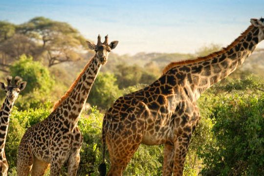 Dagaanbieding Safari & strand Kenia -