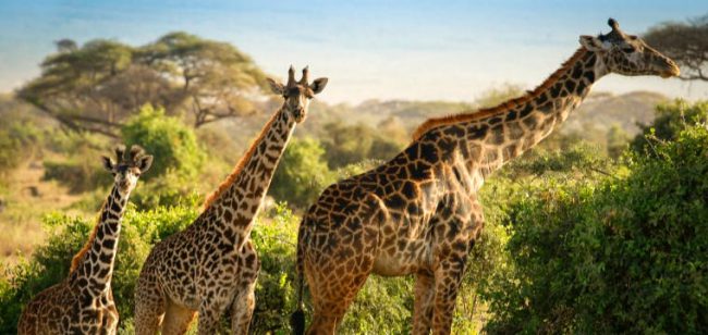 Dagaanbieding Safari & strand Kenia Dagaanbieding Safari & strand Kenia -