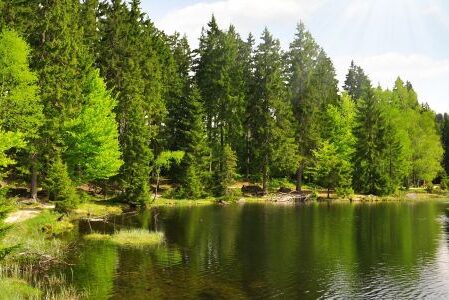 Dagaanbieding 3 of 6 dagen Halfpension in Ringelai in het Beierse Woud incl. vele extra's!