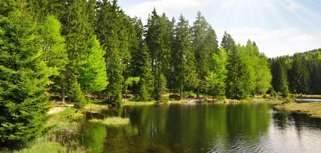 Dagaanbieding 3 of 6 dagen Halfpension in Ringelai in het Beierse Woud incl. vele extra's!