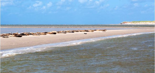 Dagaanbieding Weelde aan de Waddenzee - Pieterburen Nederland