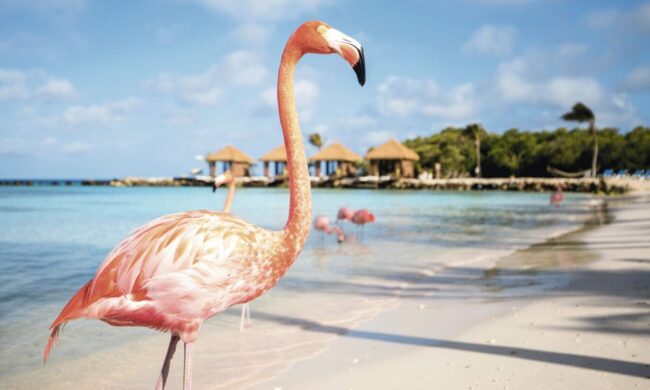 Aruba Appartement Camacuri Aruba Appartement Camacuri