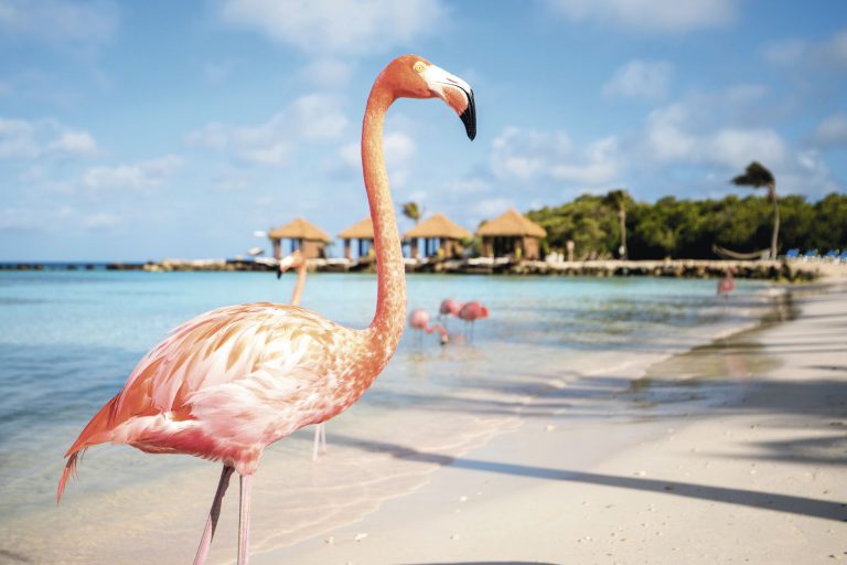 Aruba Appartement Camacuri