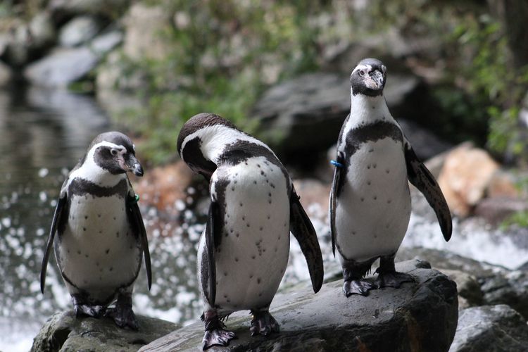 Dagaanbieding AquaZoo Friesland: een spetterend dagje uit! (2 p.)