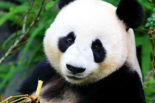 Dagaanbieding Pairi Daiza met hotel - Masnuy-Saint-Jean België