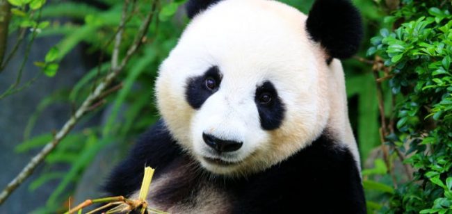 Dagaanbieding Pairi Daiza met hotel - Masnuy-Saint-Jean België