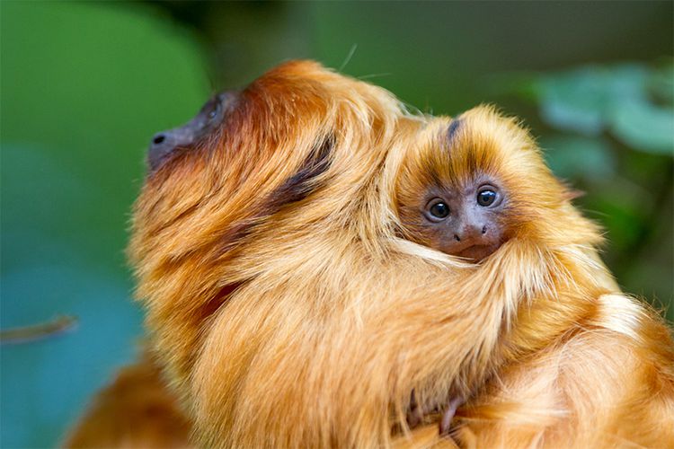 Dagaanbieding Apenheul - een bos vol loslopende apen in Apeldoorn! (2 p.)