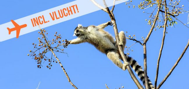 Dagaanbieding Hoogtepunten Madagaskar -