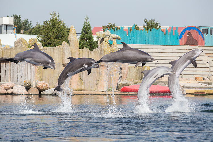 Dagaanbieding Een dagje Dolfinarium in Harderwijk (2 p.)