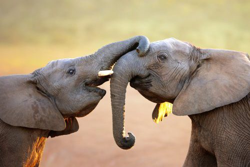 Dagaanbieding - Classic South Africa voor 1699.00