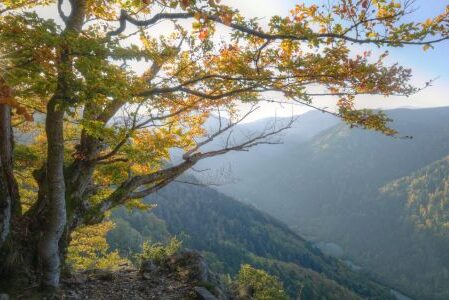 Dagaanbieding 4 of 5 dagen naar het Zwarte Woud in Duitsland o.b.v. halfpension of all-inclusive