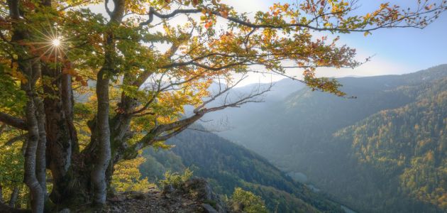 Dagaanbieding 4 of 5 dagen naar het Zwarte Woud in Duitsland o.b.v. halfpension of all-inclusive