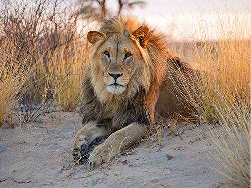 Dagaanbieding - Zuid Afrika voor 2129.00