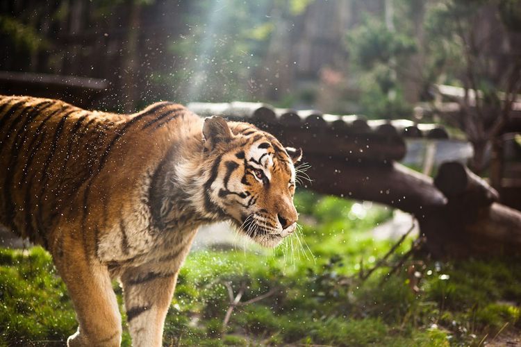 Dagaanbieding Tickets voor Amnéville aquarium & dierentuin (2 p.)