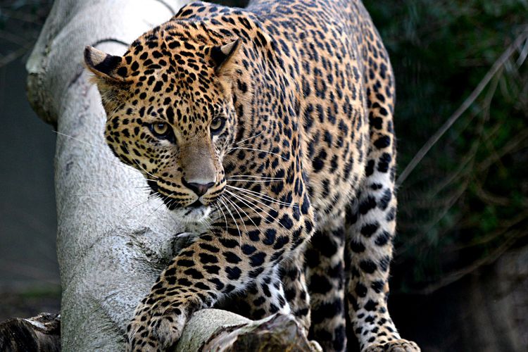 Dagaanbieding All-inclusive bezoek aan Mondo Verde in Landgraaf (2 p.)