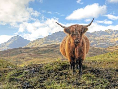 Dagaanbieding - Schotland voor 634.00