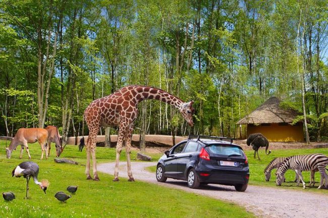 Dagaanbieding Safaripark Monde Sauvage – reis rond de wereld (2 p.) Dagaanbieding Safaripark Monde Sauvage - reis rond de wereld (2 p.)