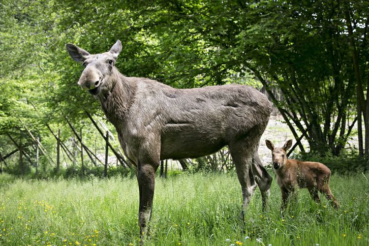 Dagaanbieding Tickets voor dierenpark Forestia in Theux