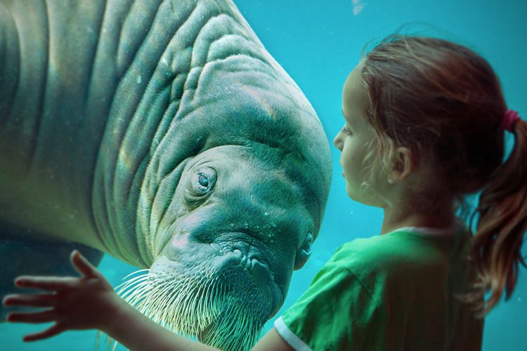 Dagaanbieding Tickets voor een dagje Dolfinarium (2 p.)