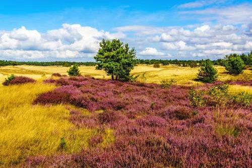 Dagaanbieding - De Veluwe voor 59.00
