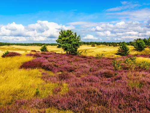 Dagaanbieding - De Veluwe voor 59.00