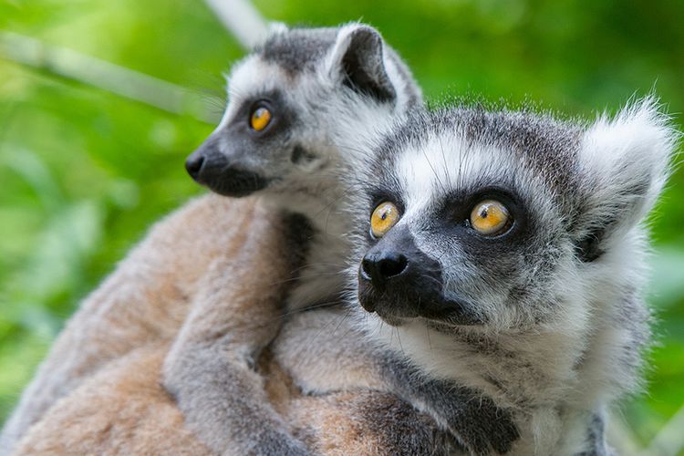 Dagaanbieding Seizoenkaart voor Apenheul in Apeldoorn (1 p.)