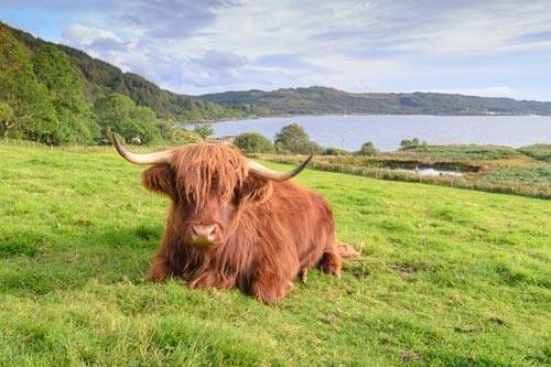 Dagaanbieding - Schotland voor 279.00