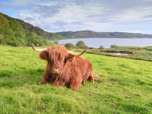 Dagaanbieding - Schotland voor 279.00