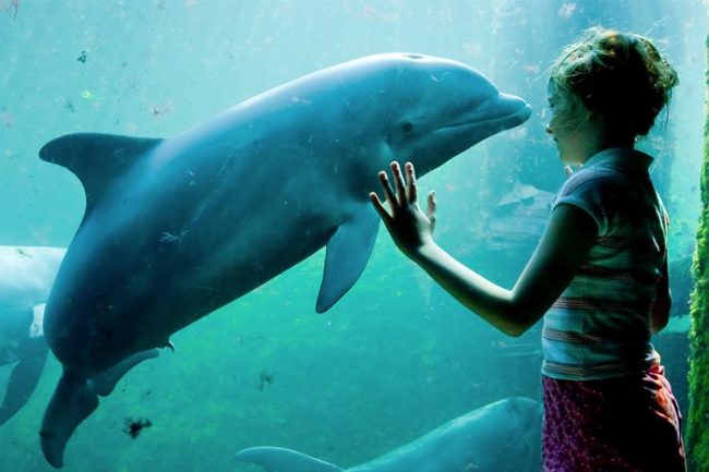 Dagaanbieding Tickets voor een dagje Dolfinarium en Waterpret (2 p.) Dagaanbieding Tickets voor een dagje Dolfinarium en Waterpret (2 p.)