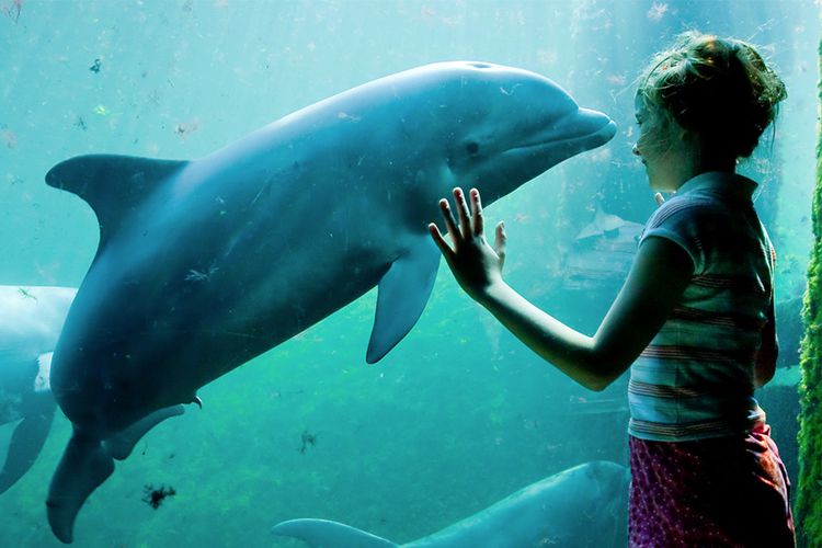 Dagaanbieding Tickets voor een dagje Dolfinarium en Waterpret (2 p.)