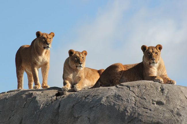 Dagaanbieding Alleen vandaag: Tickets voor WILDLANDS in Emmen (2 p.) Dagaanbieding Alleen vandaag: Tickets voor WILDLANDS in Emmen (2 p.)