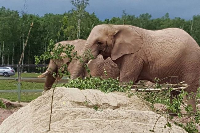 Dagaanbieding Tickets safaripark Monde Sauvage vlakbij Spa