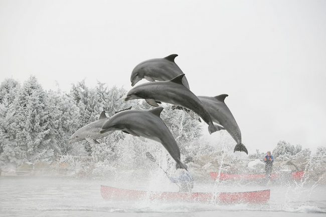 Dagaanbieding Een dag naar Dolfinarium in Harderwijk (2 p.) Dagaanbieding Een dag naar Dolfinarium in Harderwijk (2 p.)