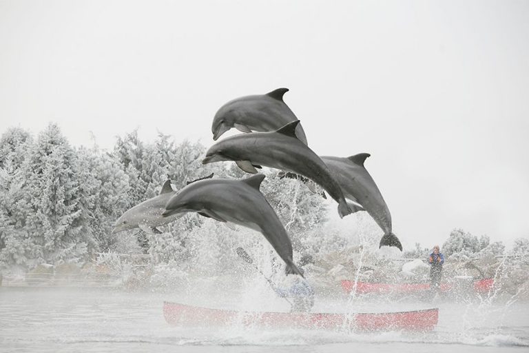 Dagaanbieding Een dag naar Dolfinarium in Harderwijk (2 p.)