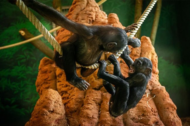 Dagaanbieding Tickets voor ZOO Antwerpen of ZOO Planckendael (2 p.) Dagaanbieding Tickets voor ZOO Antwerpen of ZOO Planckendael (2 p.)