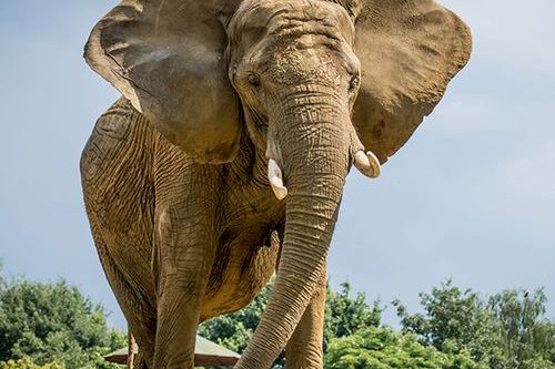 Dagaanbieding Tickets voor Pakawi Park in Balen (2 p.)