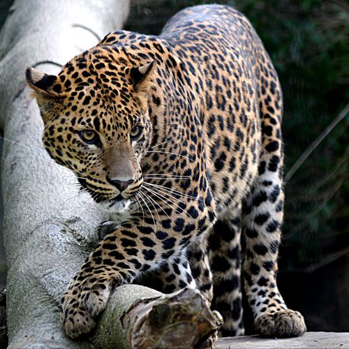 Dagaanbieding Bezoek aan Mondo Verde in Landgraaf (2 p.)