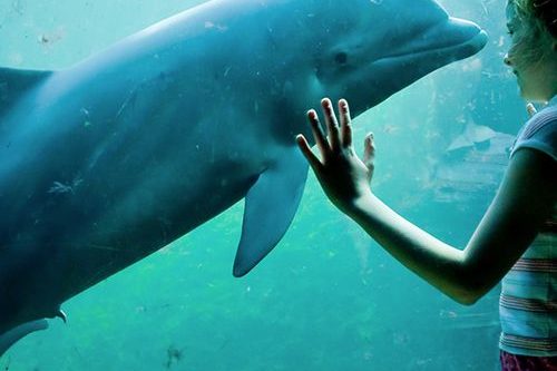 Dagaanbieding Tickets voor Dolfinarium (2 p.)